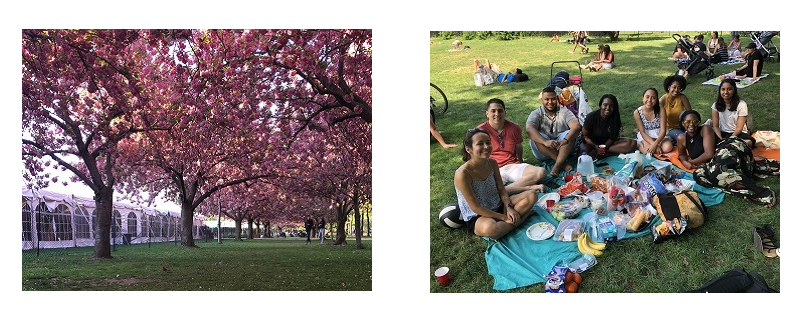 Cherry Blossoms in Prospect Park and Student in Central Park